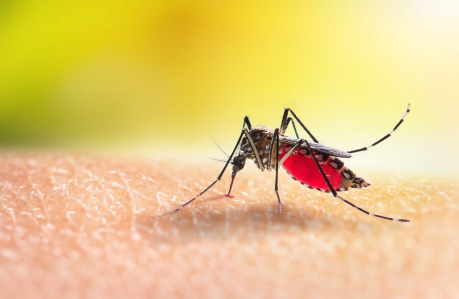 Dengue em Porto Alegre: número de mortes sobe para 16 e cidade ultrapassa 14 mil casos confirmados