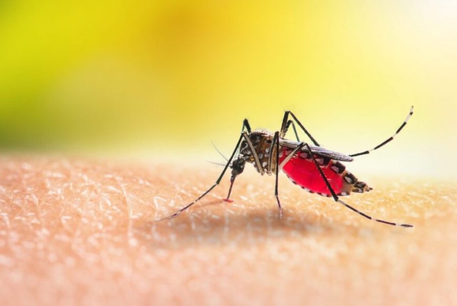 Dengue em Porto Alegre: número de mortes sobe para 16 e cidade ultrapassa 14 mil casos confirmados